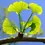 Thumbnail: Close-up of vibrant green ginkgo leaves on a branch against blue sky background.
