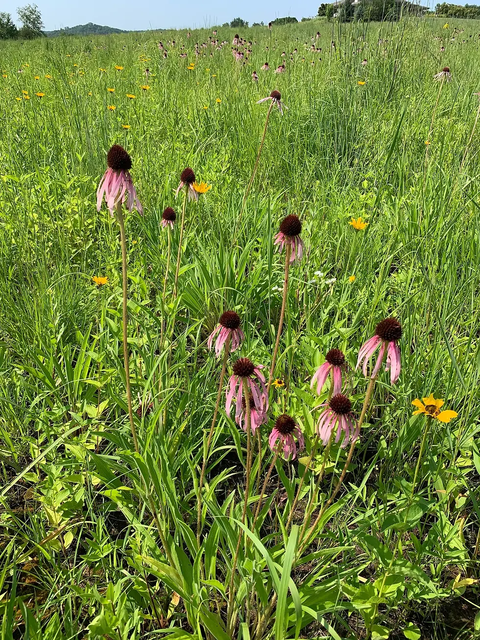 Thumbnail: Purple coneflowers blooming in a field of tall green grass and yellow flowers