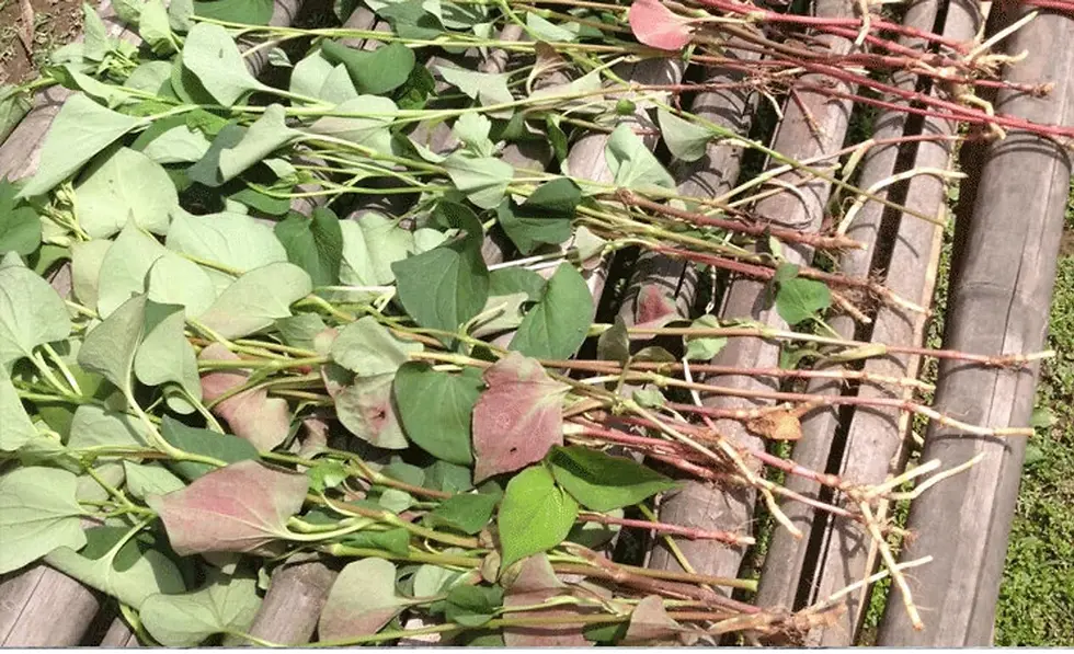 Thumbnail: Freshly cut green stems with leaves, drying on a bamboo platform outdoors.