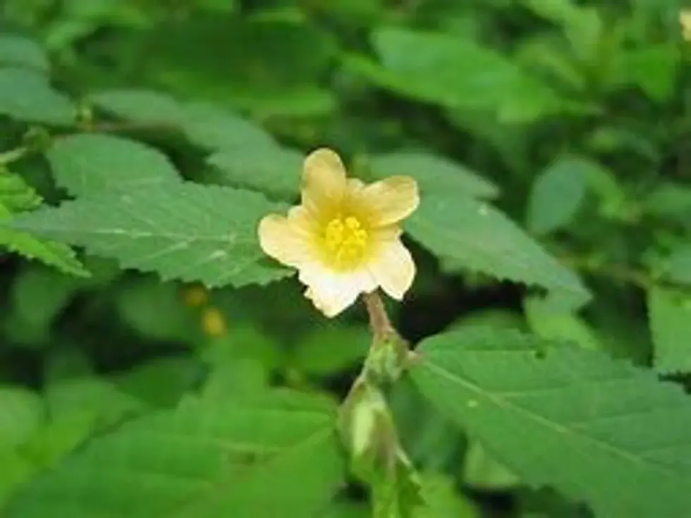 Thumbnail: Yellow flower blooms on a green leafy plant, nature background, close-up shot.