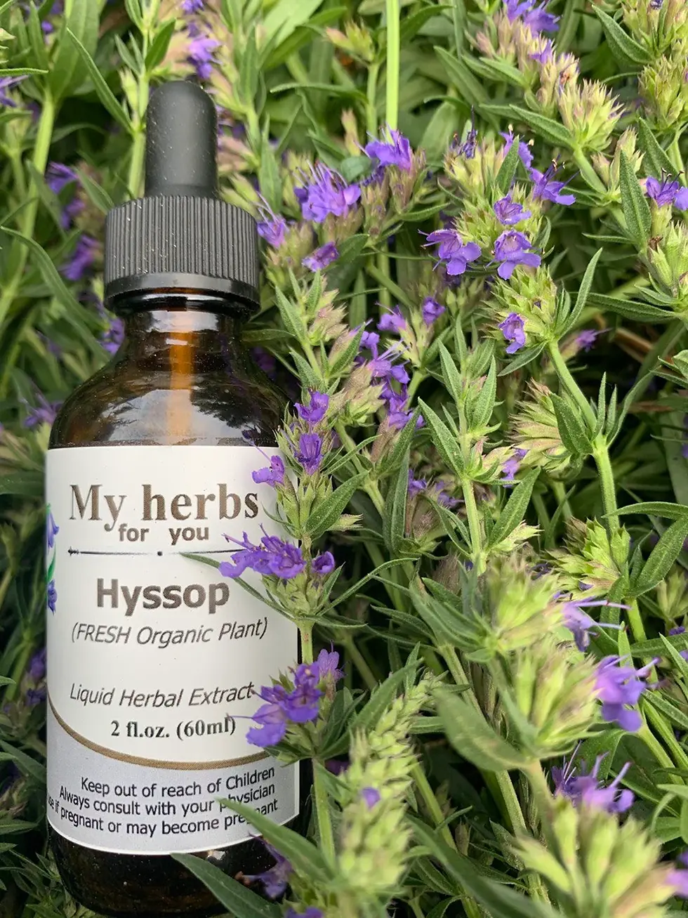 Thumbnail: Hyssop herbal extract bottle with text, surrounded by purple and green plant.