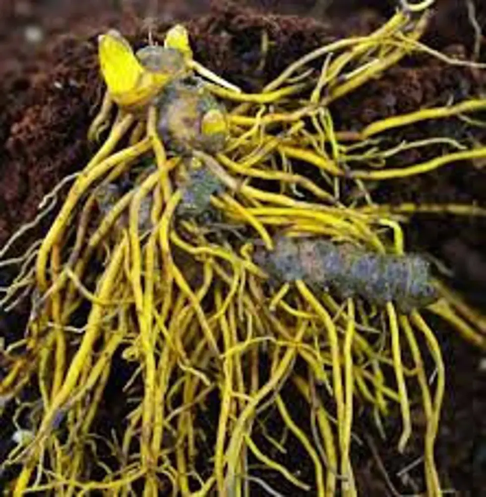 Thumbnail: Close-up of golden roots, GOLDENROD Tincture, Organic, emerging from the soil. 