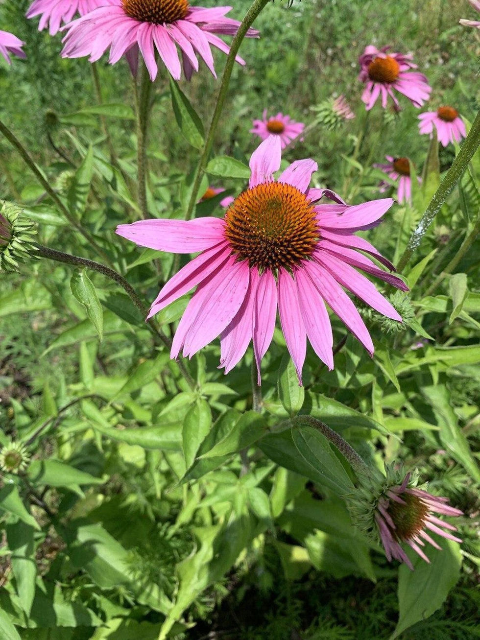 Thumbnail: Vibrant pink coneflowers blooming in a field of green, bright sunlight, summer.