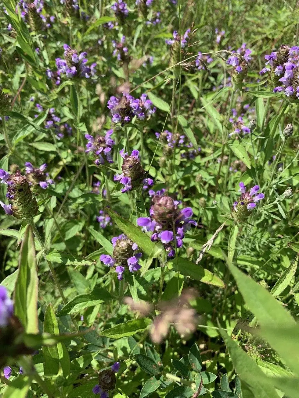 Thumbnail: Purple flowers in green field. COLTSFOOT Tincture, Organic and natural background.