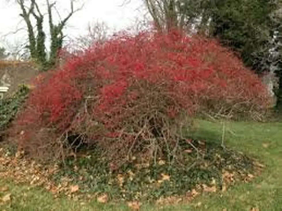 Thumbnail: Bush with red berries, brown stems, and green leaves in a garden setting.