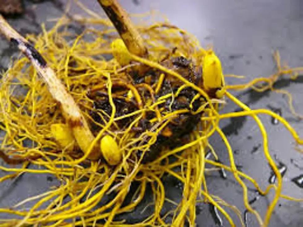 Thumbnail: Close-up of yellow roots and soil, plant detail, natural background.