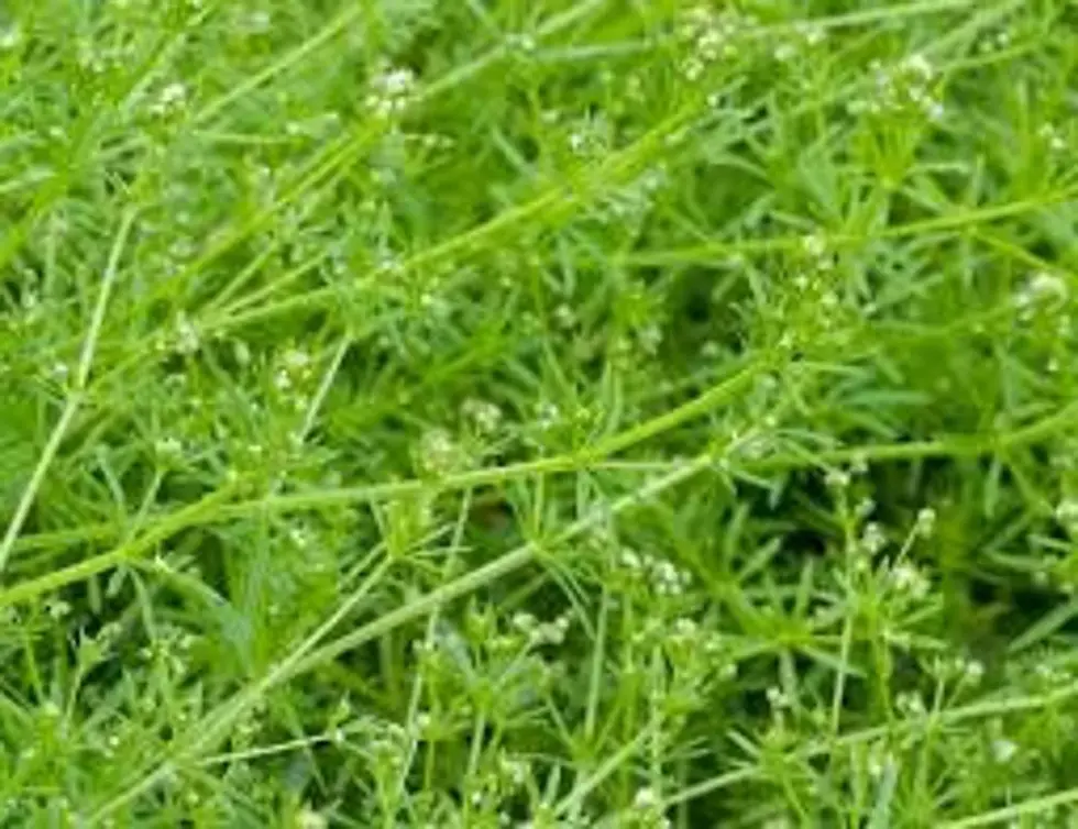 Thumbnail: Close-up of vibrant green plant with tiny white flowers and details.