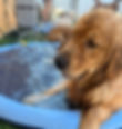 Face of a Golden Retriever