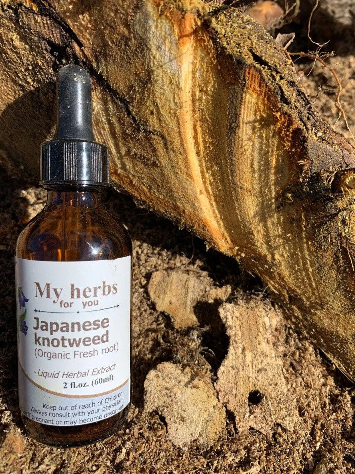 JAPANESE KNOTWEED Tincture, Organic Myherbsforyou