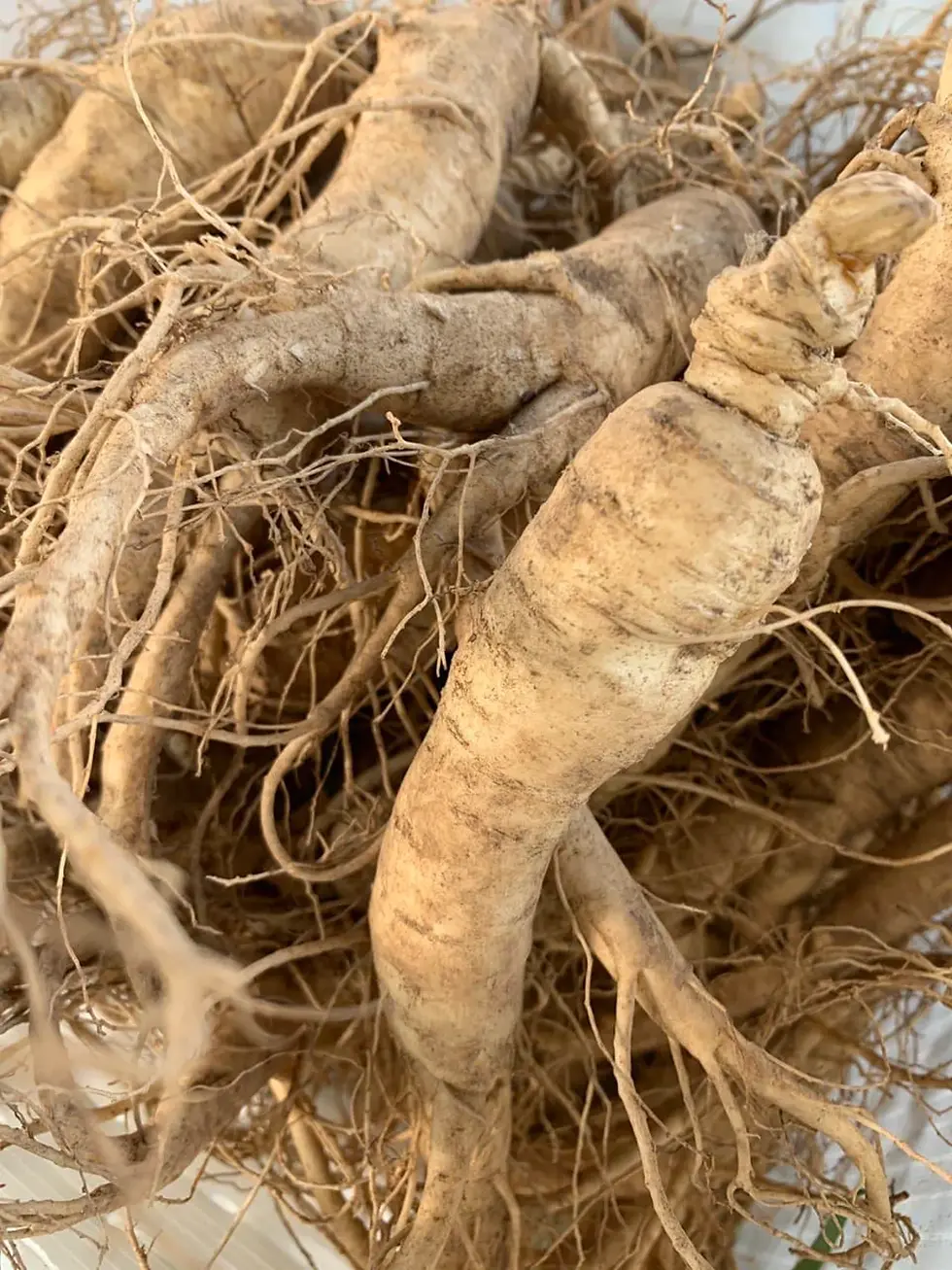 Thumbnail: Close-up of ginseng roots, GOLDENROD Tincture, Organic, with visible dry roots and dirt.