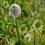 Thumbnail: Close-up of a Teasel plant with purple flower and green buds in field