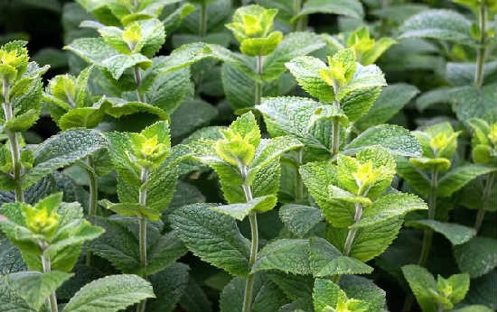 Thumbnail: Green mint plants in the garden with healthy leaves, close-up view.