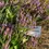 Thumbnail: Purple vervain flowers with visible text, Vervain (Verbena), in a garden setting.