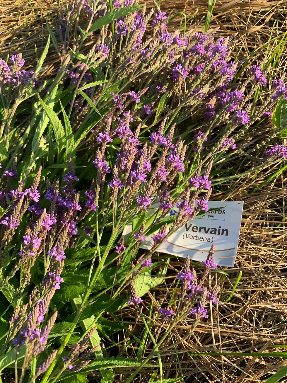 Thumbnail: Purple vervain flowers with visible text, Vervain (Verbena), in a garden setting.