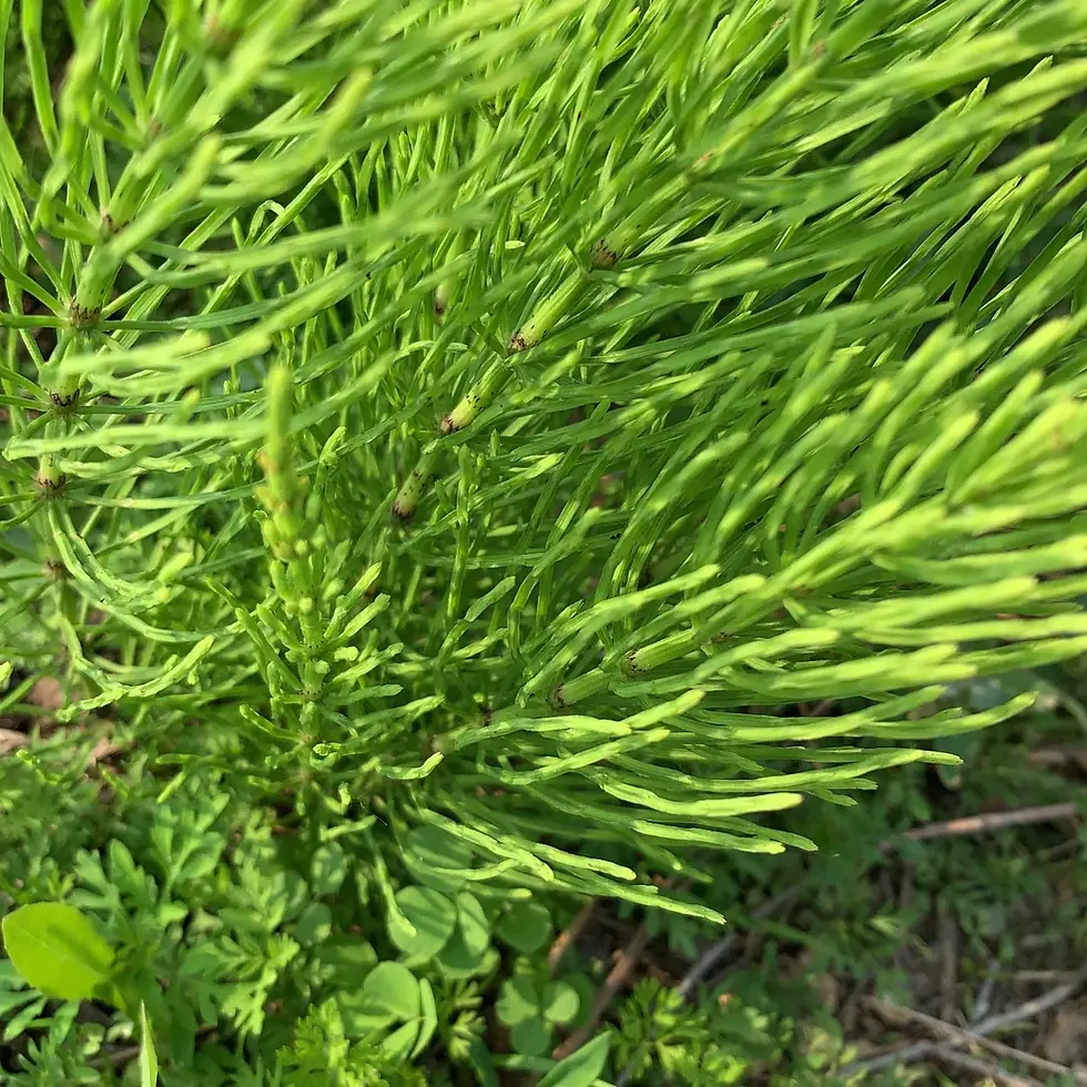 Thumbnail: Close-up of vibrant green plant detail, showcasing nature's beauty outdoors.