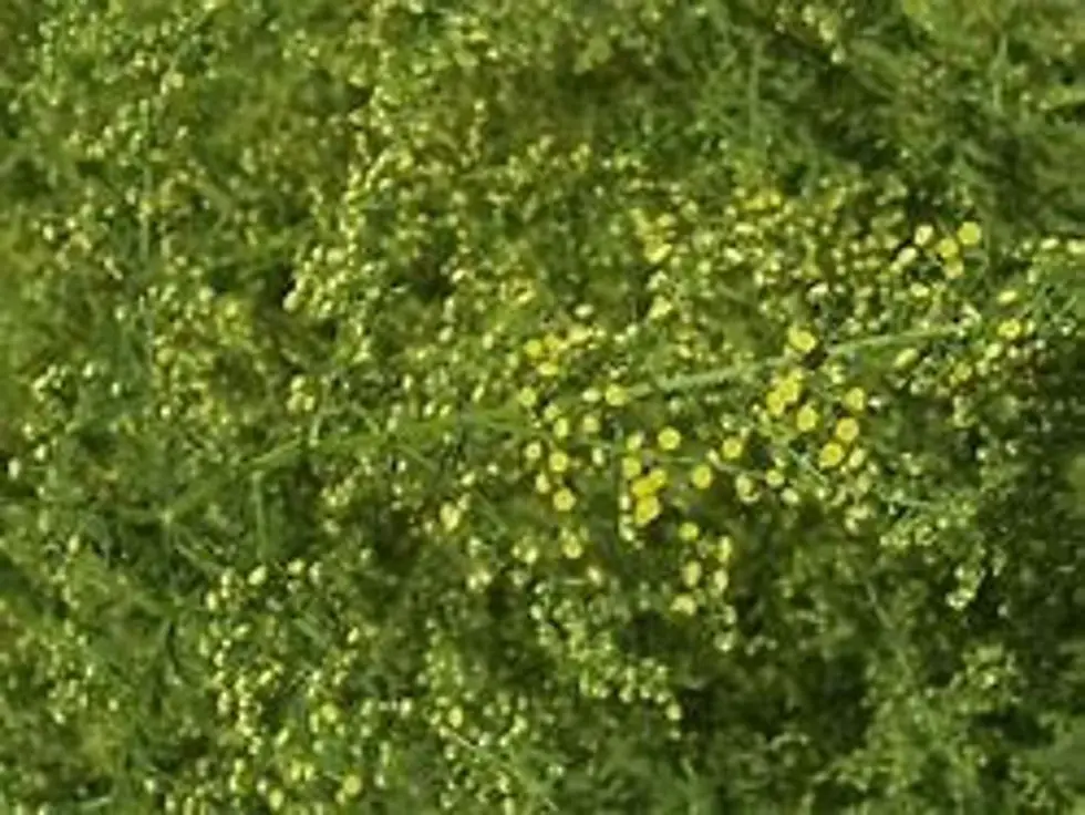 Thumbnail: Close-up of Artemisia annua plants. Small yellow flowers bloom over green foliage.