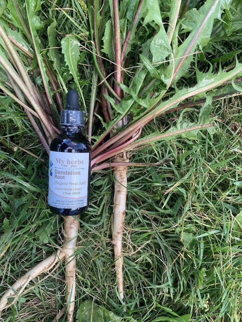 Thumbnail: Dandelion roots and Organic Dandelion Tincture sitting on grass background