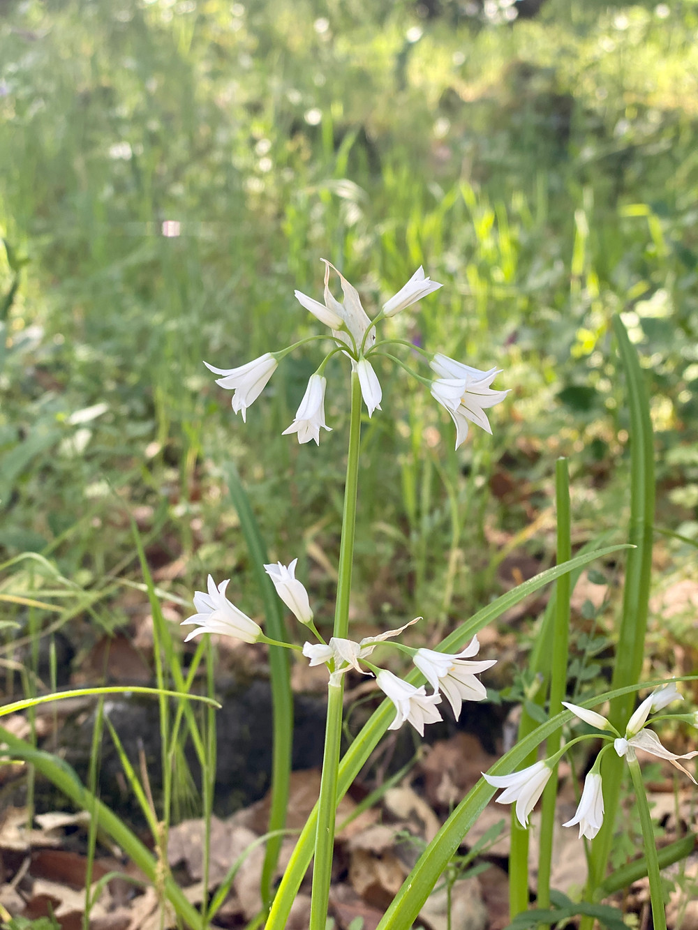Wild onion plant at RockHavenFarm.com