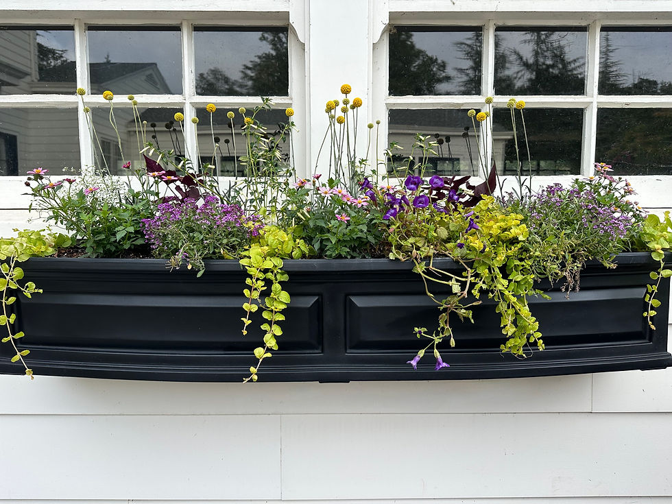 Window box planted with pink, purple, yellow and white plants.
