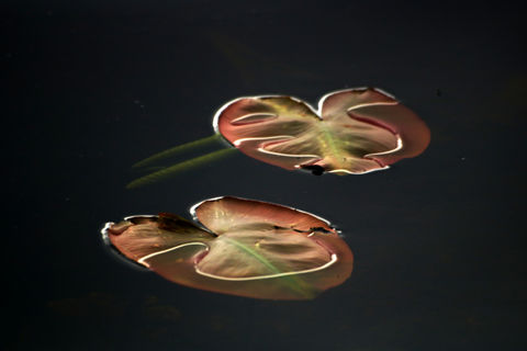 Lily Pads