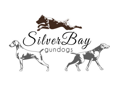 German Shorthaired Pointers Silverbay