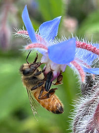 Photo of bee