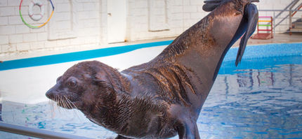 dolphin show 6.jpeg