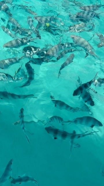 Many fish in turquoise water, Paje Zanzibar