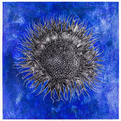 Midsun (Sunflower)