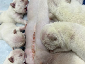 9/1パンナちゃん出産しました