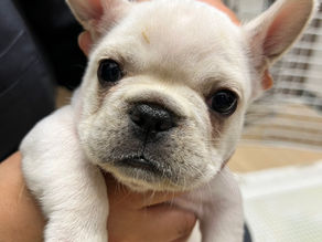 チョコベビーご家族募集中です!