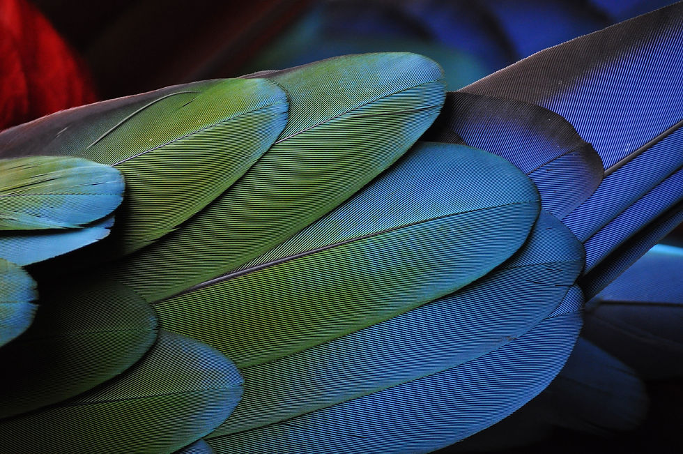 feather-731450.jpg