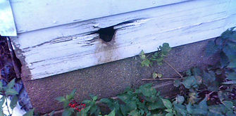 Rat control devon & cornwall