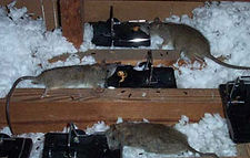 Rat control devon & cornwall
