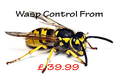 Wasp Control & Nest Removel devon & Cornwall