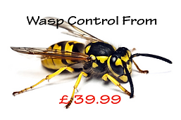 Wasp Control & Nest Removel devon & Cornwall