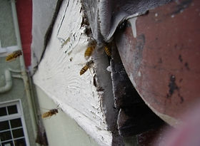 Wasp Control & Nest Removel devon & Cornwall