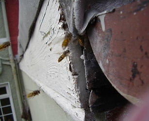 Wasp Control & Nest Removel devon & Cornwall