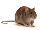 Rat control Devon & cornwall