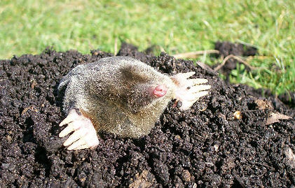 mole control devon & cornwall
