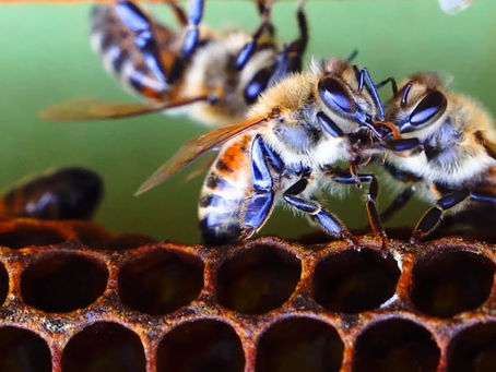 Honey Bee Fighting | The Aggressive Side of the Busy Bees