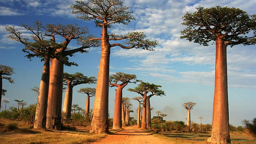 madagascar.jpeg