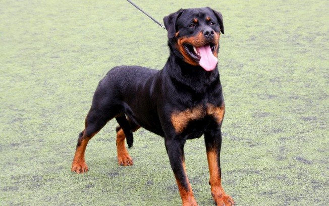 ROTT