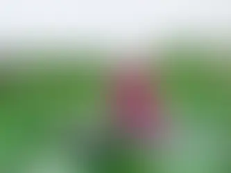 Tình Yêu Hoa Của Người Việt Nam – Vẻ Đẹp Văn Hóa Qua Từng Cánh Hoa