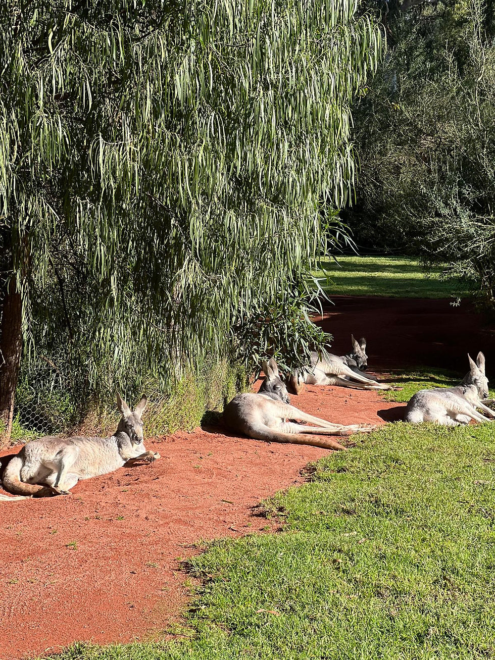 Five kangaroos lie on a red dirt path under a leafy tree in a sunny green park.