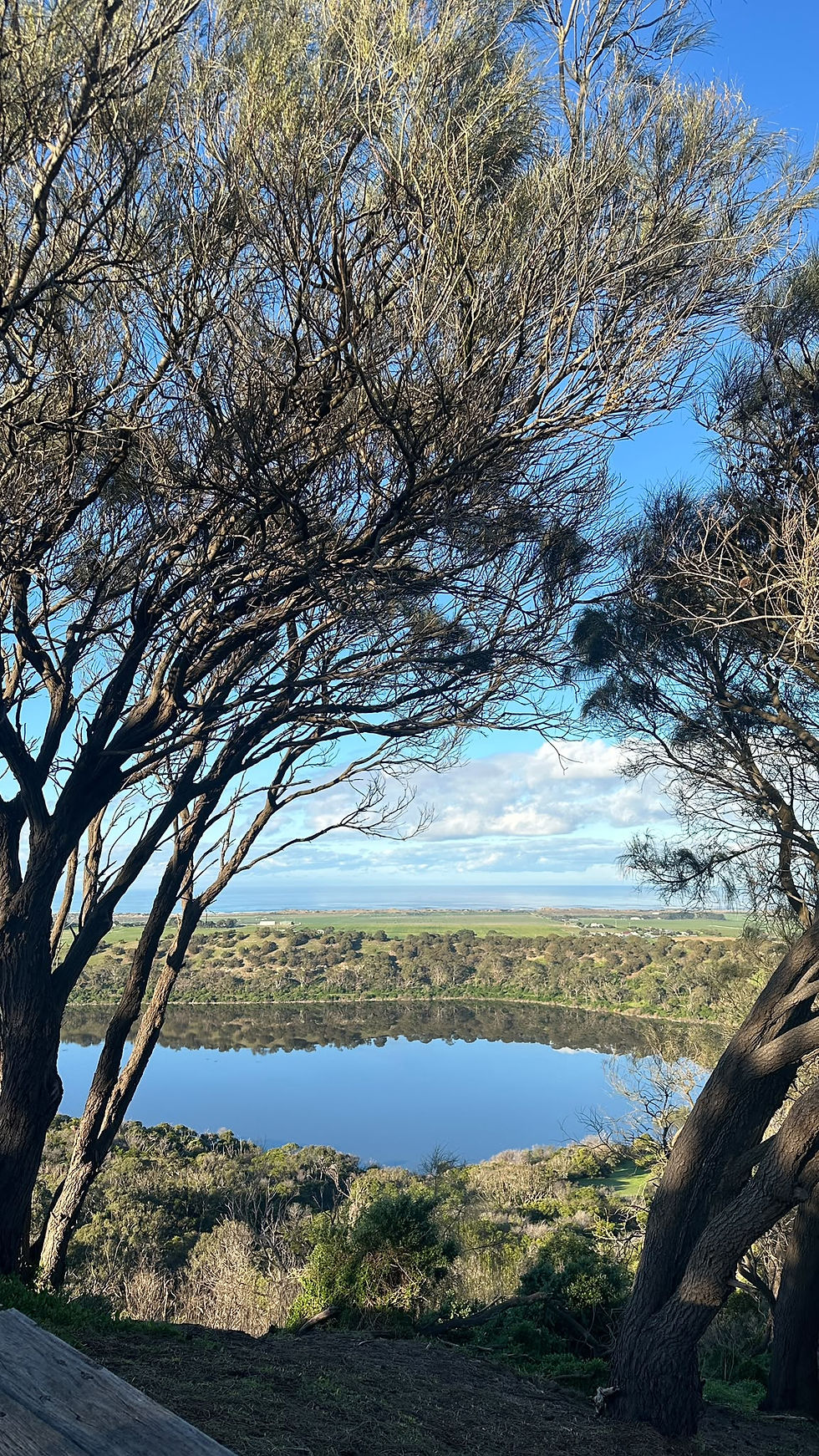 Tall trees frame a calm lake, green hills, and distant coastline under a bright blue sky on a peaceful day.