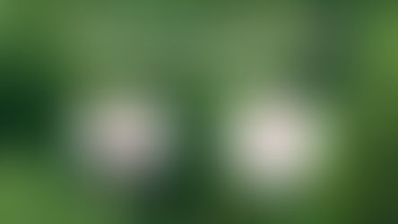 Excellent Young Scientists Fund by the National Natural Science Foundation of China (NSFC) for 2025