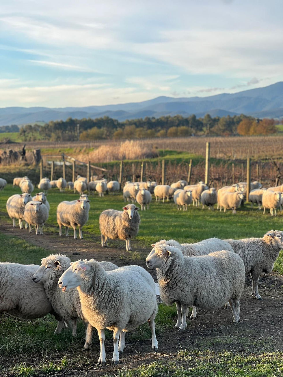 Sheep graze in a green pasture at sunset, with a mountain range and cloudy sky in the background.