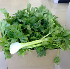 山形セルリ　十日町坂野様