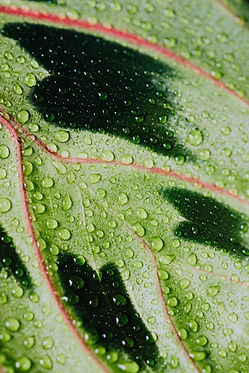 pexels-photo-4590438.jpeg